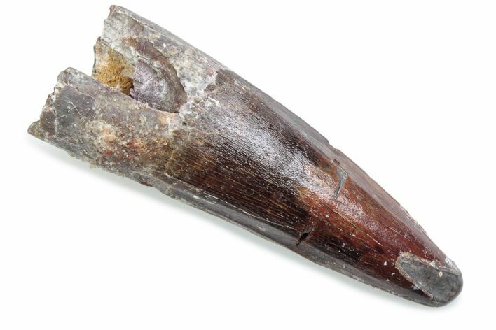 Fossil Spinosaurus Tooth - Real Dinosaur Tooth #370572